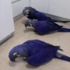 Buy Hyacinth Macaw Parrots