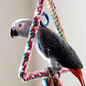 Buy African Grey Parrot Online