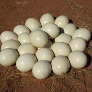 Buy Ostrich Eggs Online