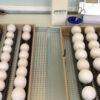 Buy Fertile Parrot Eggs Online
