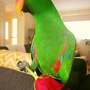 Buy Electus Parrot Online