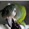 Buy Parakeet Parrots Online