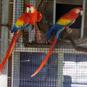 Buy Scarlet Macaw Parrots