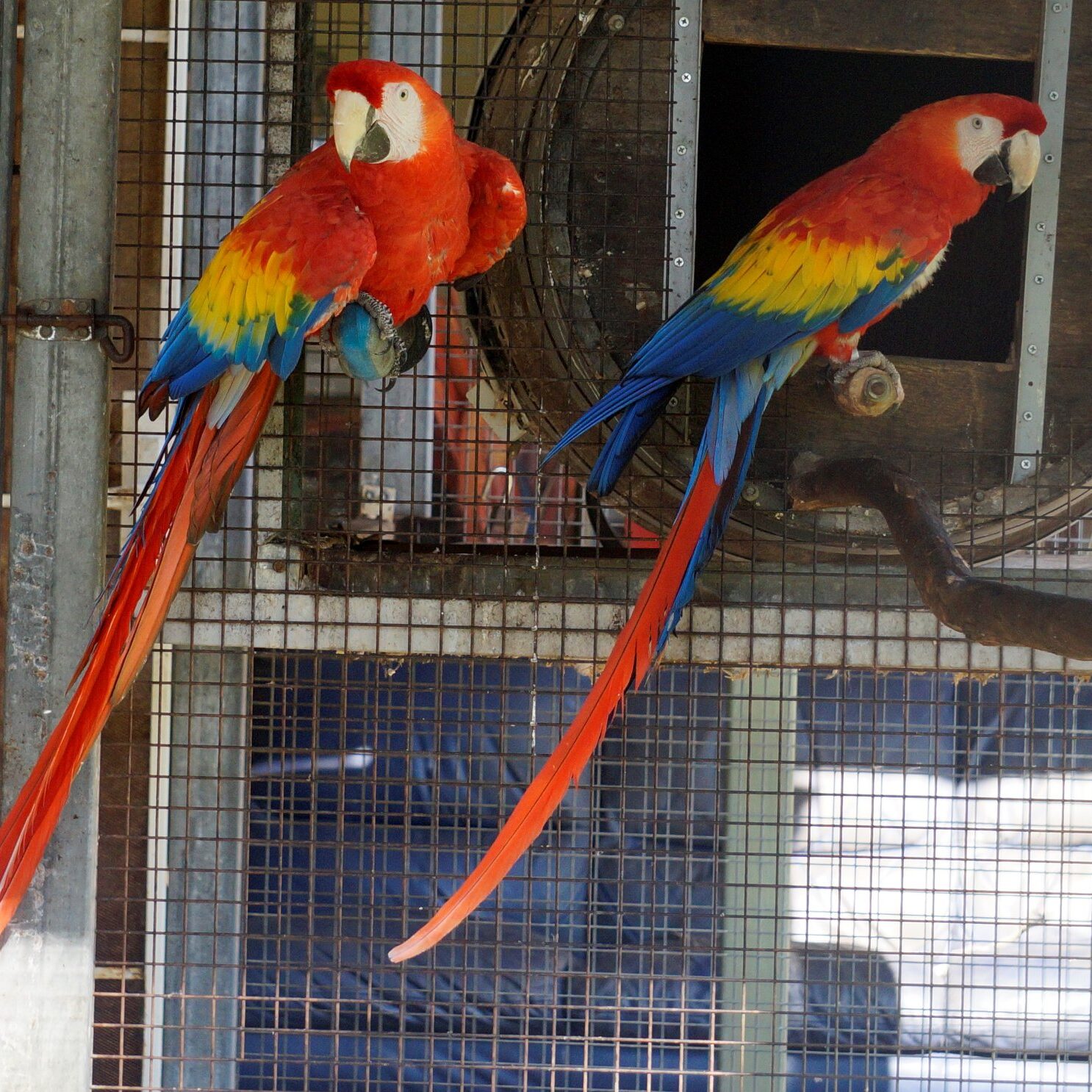 scarlet-macaw-1-e1599505394857