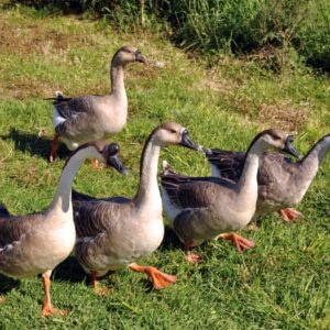 African Geese
