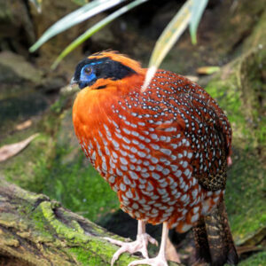 Tragopan & Chicks