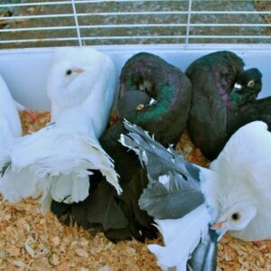 Fantail Pigeons