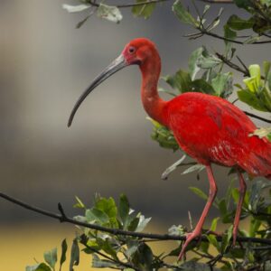 Scarlet Ibis