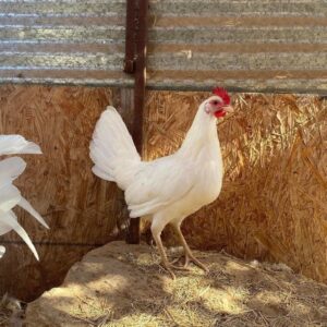 White Claret Pullet