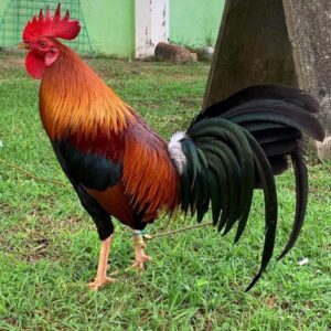 Radio Hatching Gamefowl Eggs