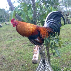 Peruvian Rooster