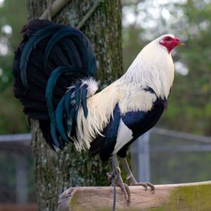 Regular Grey Gamefowl Hatching Eggs
