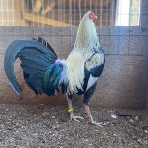 Frost Grey Fighting Bird