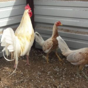 Spanish Gamefowl
