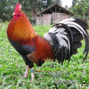 Albany Rooster