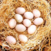 Gamefowl Hatching Eggs