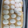 Blue-Fronted Amazon Parrot Eggs For Sale